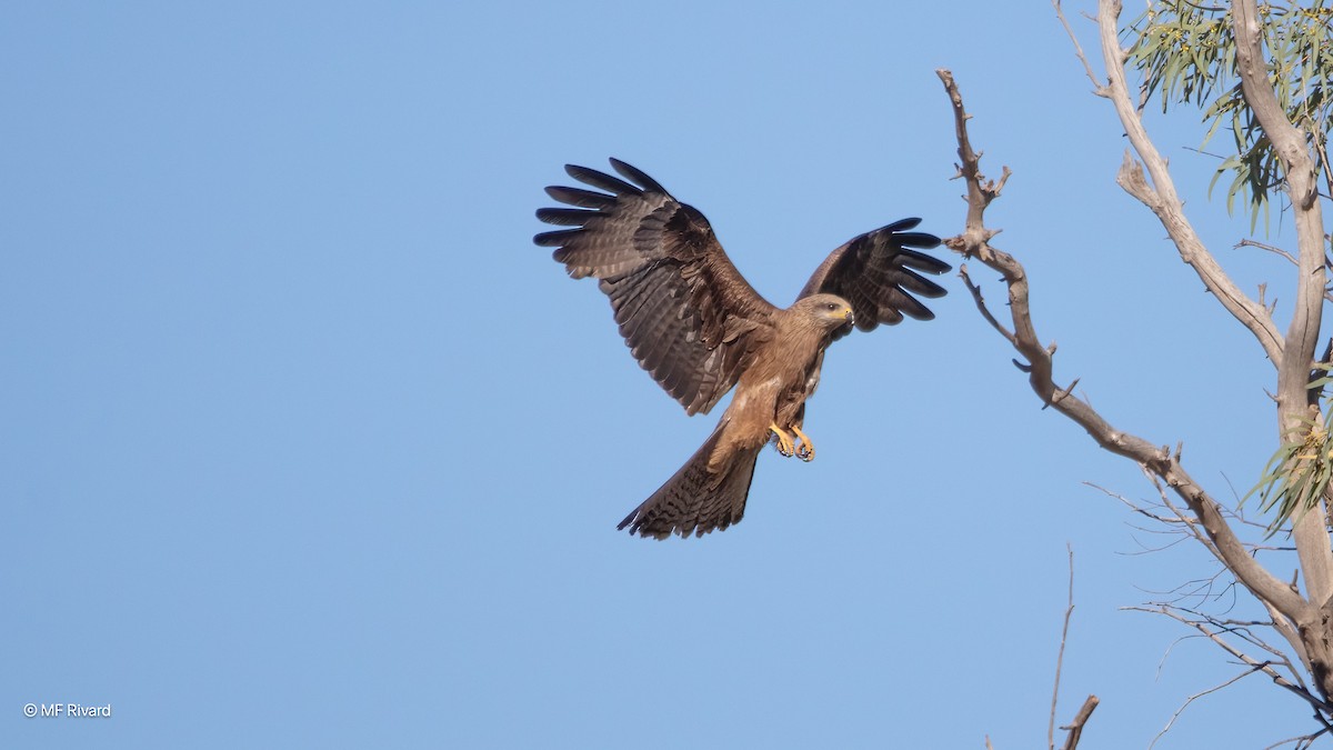 Black Kite - ML647078571