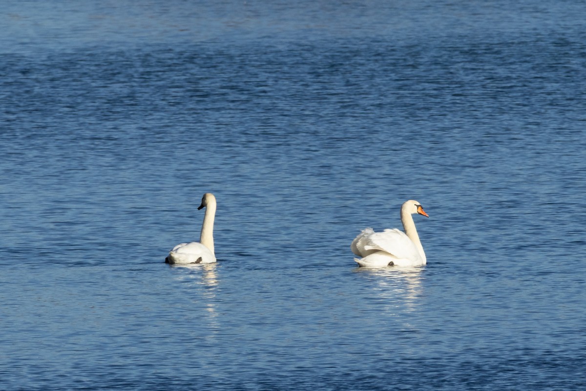 Mute Swan - ML647078572