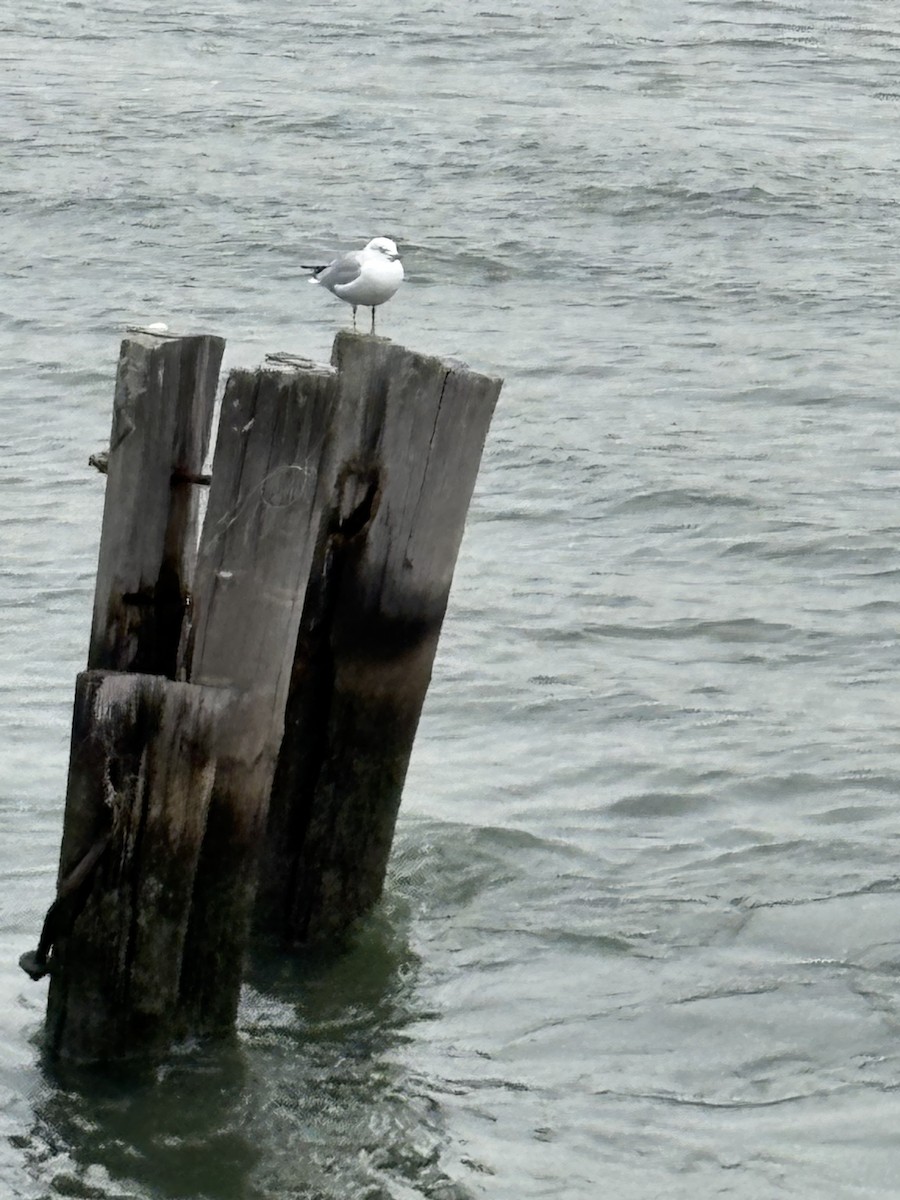 Ring-billed Gull - ML647078573