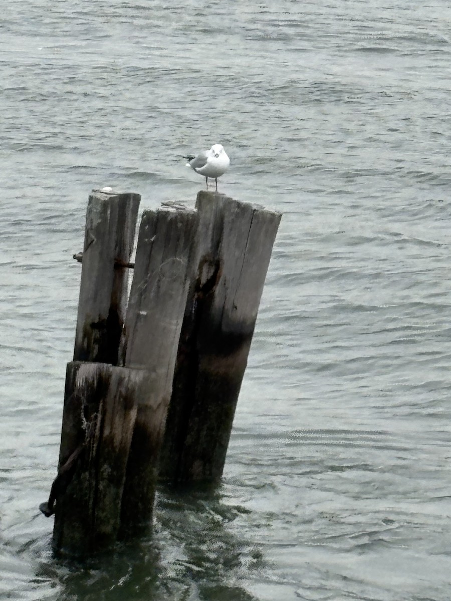 Ring-billed Gull - ML647078574