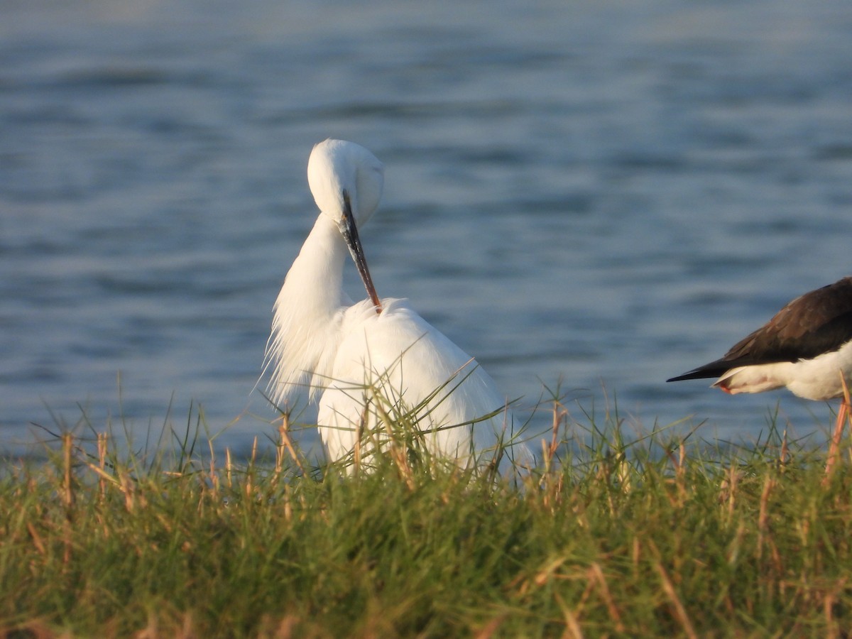 Little Egret - ML647078575