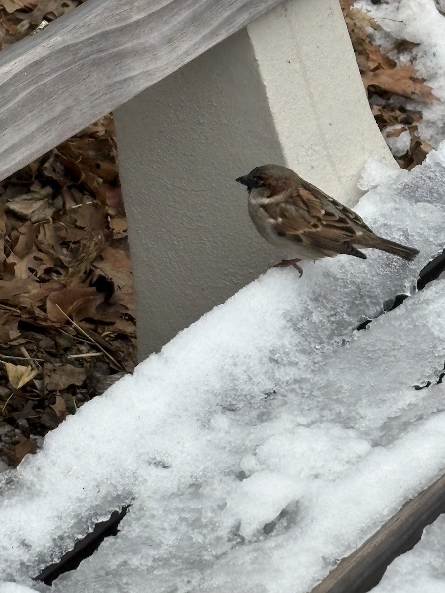 House Sparrow - ML647078576