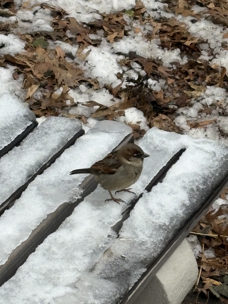 House Sparrow - ML647078577