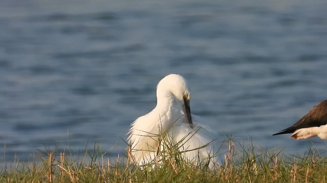 Little Egret - ML647078579