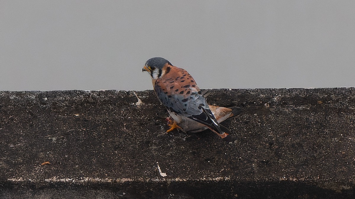 American Kestrel - ML647078581