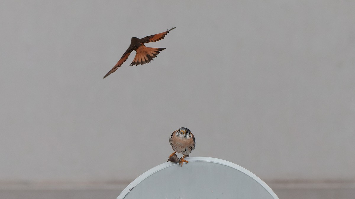 Cliff Flycatcher - ML647078582