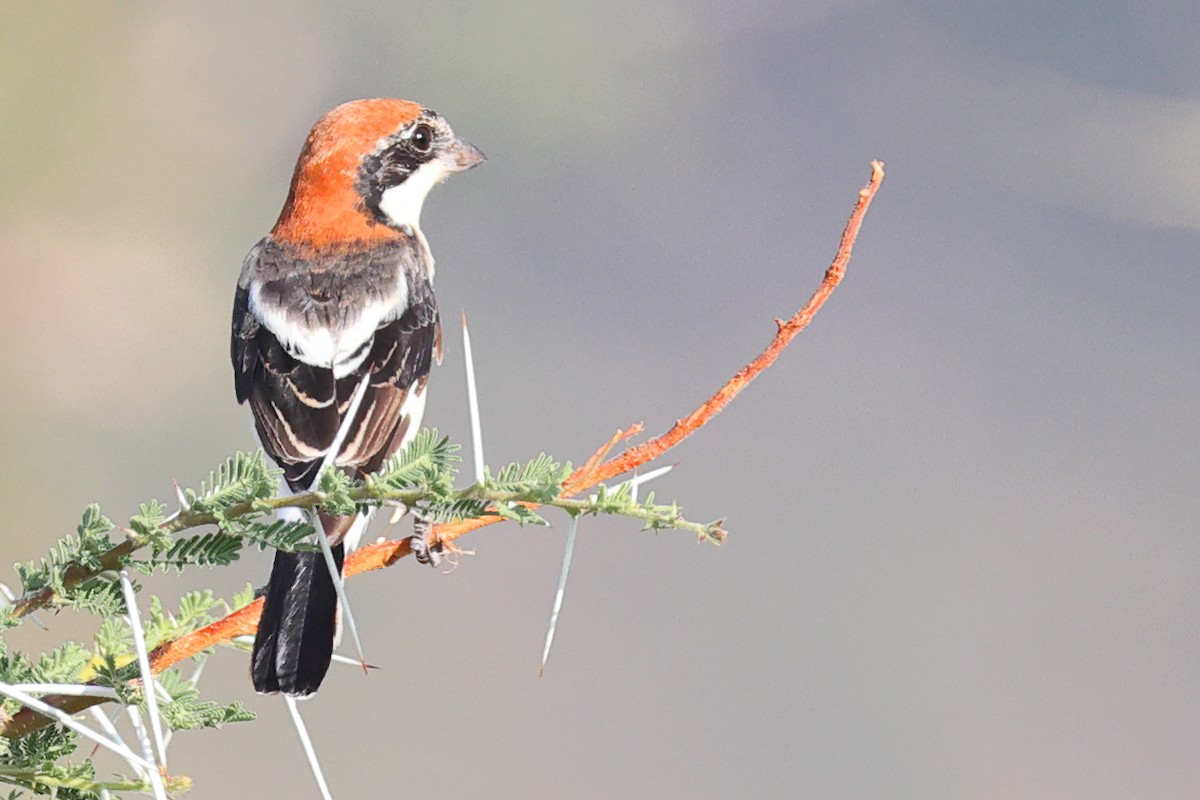 Woodchat Shrike - ML647078583