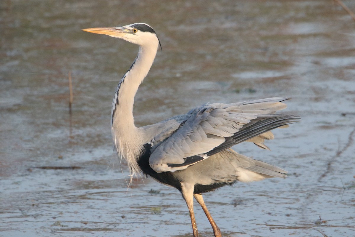 Gray Heron - ML647078584