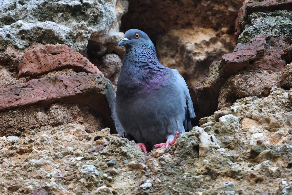Rock Pigeon (Feral Pigeon) - ML647078585
