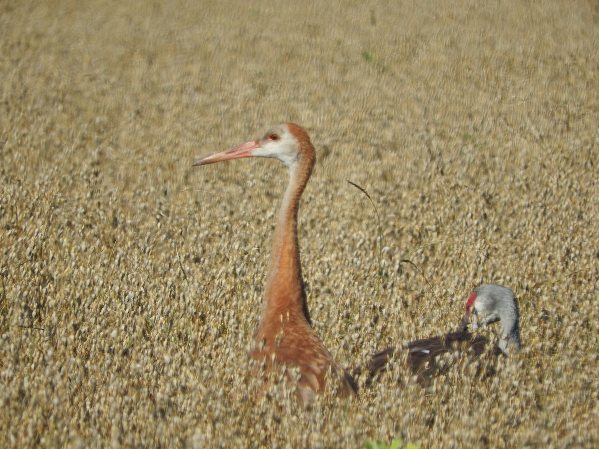 Sandhill Crane - ML647078586