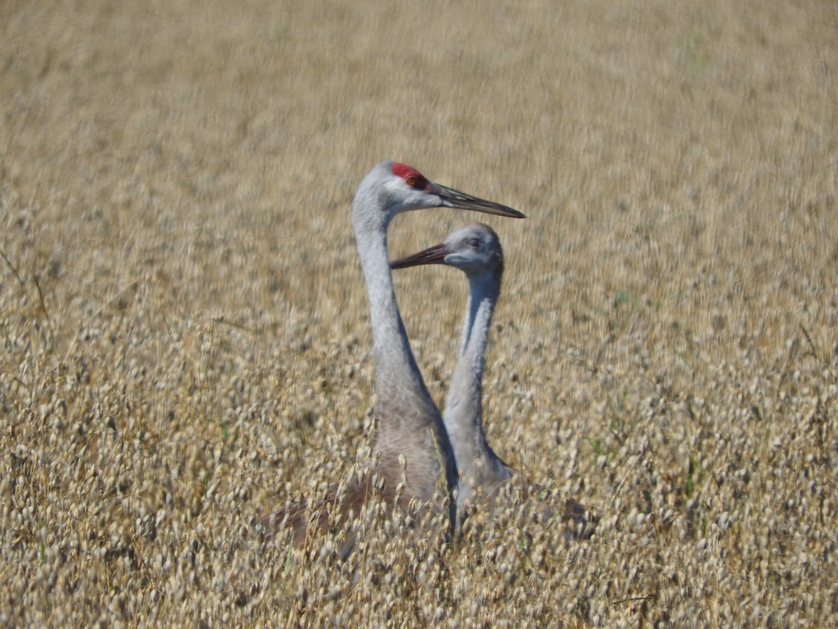 Sandhill Crane - ML647078587