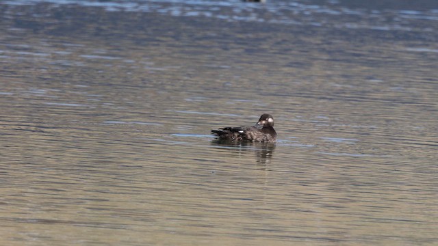White-winged Scoter - ML647078589