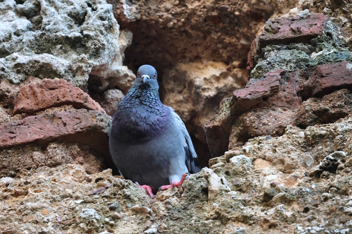 Rock Pigeon (Feral Pigeon) - ML647078590