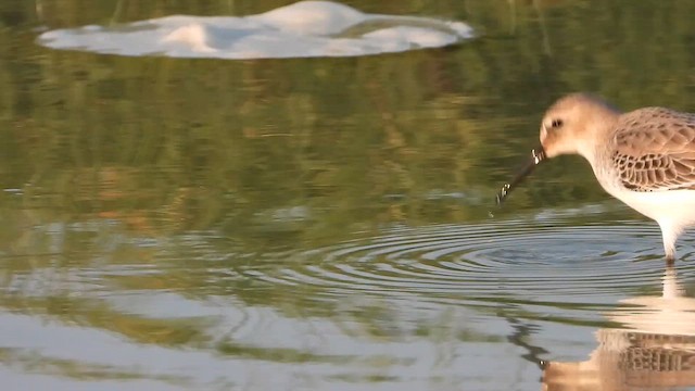 Dunlin - ML647078592