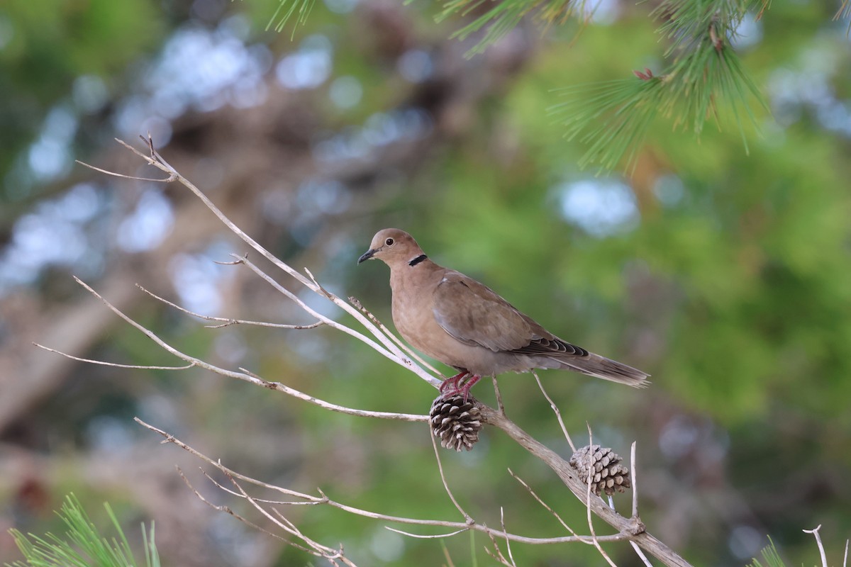Eurasian Collared-Dove - ML647078593
