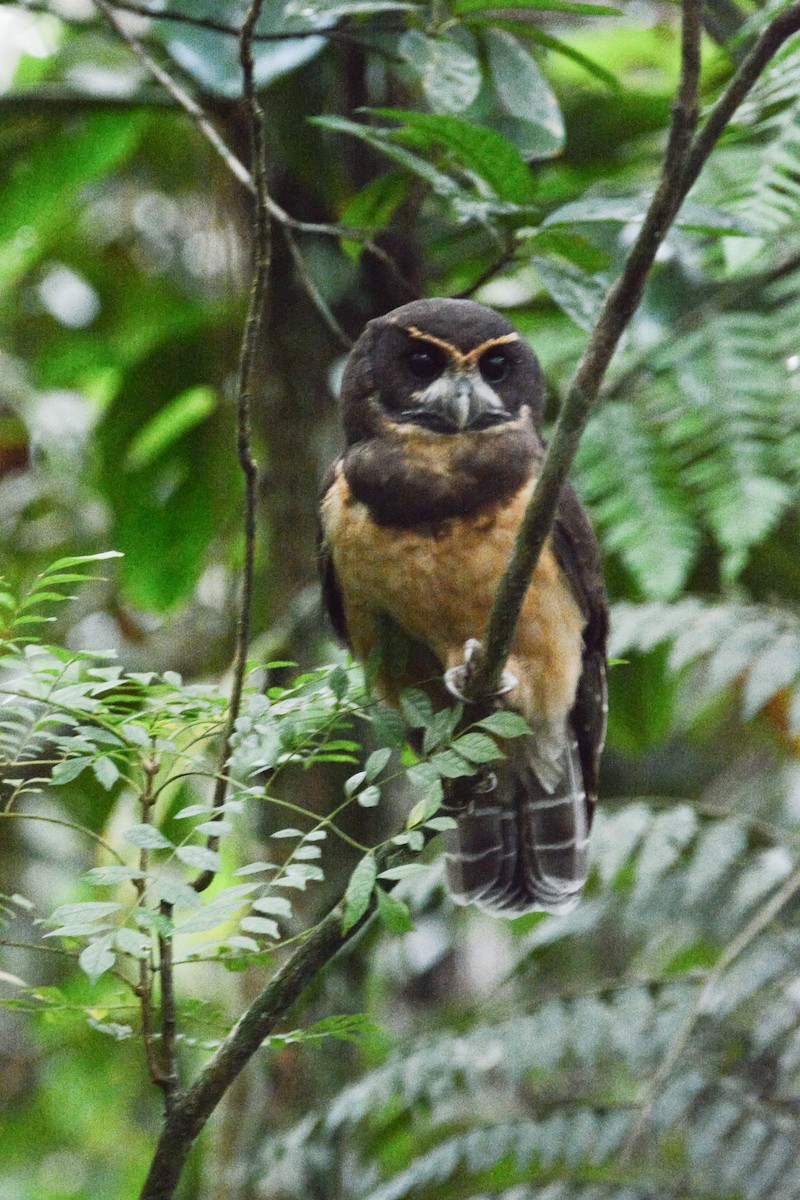Tawny-browed Owl - ML647078600
