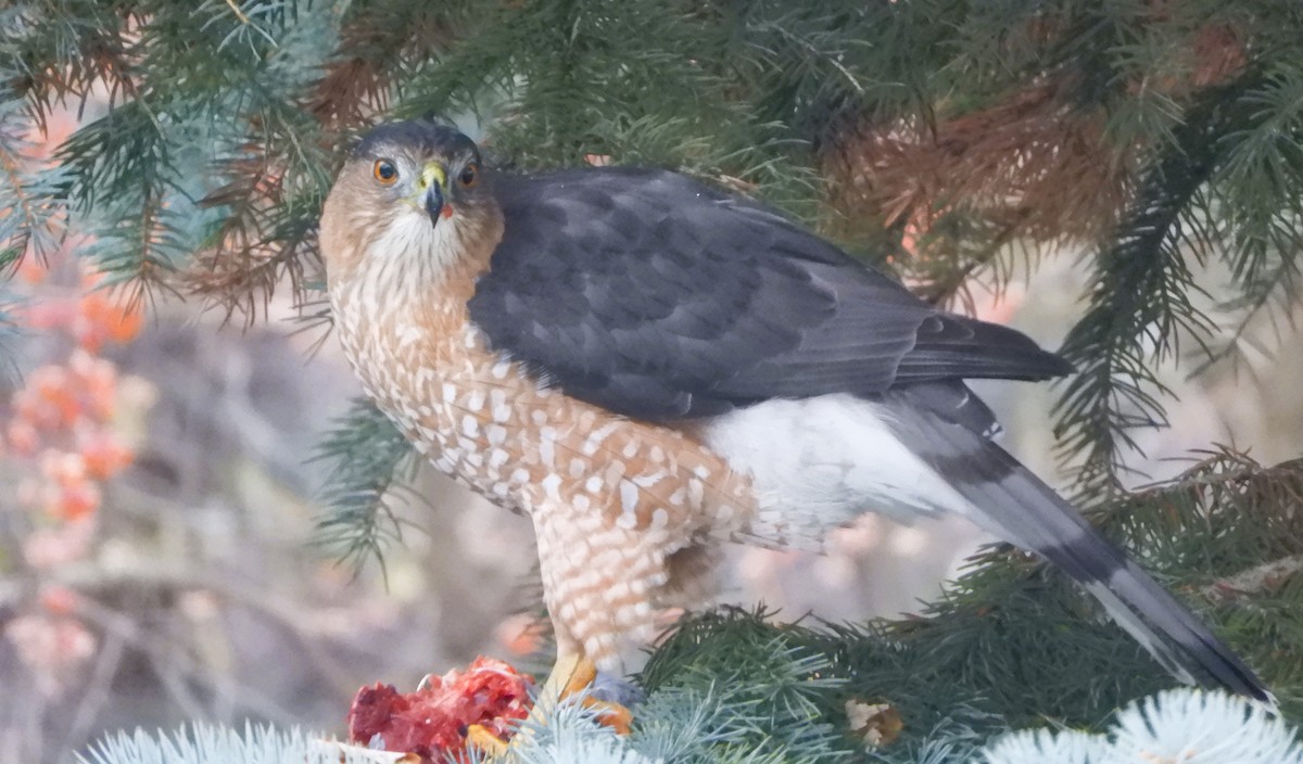Cooper's Hawk - ML647078601