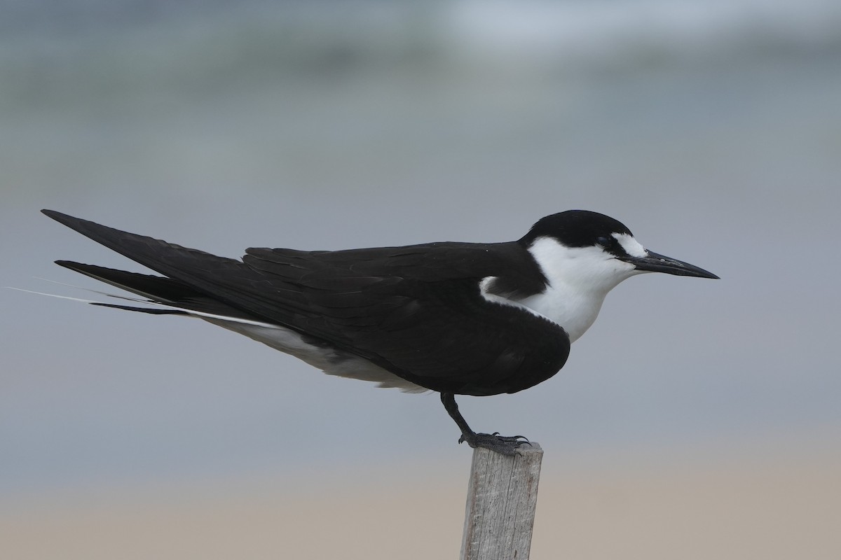Sooty Tern - ML647078602