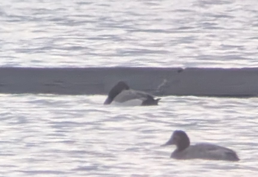 Common Pochard x Tufted Duck (hybrid) - ML647078605