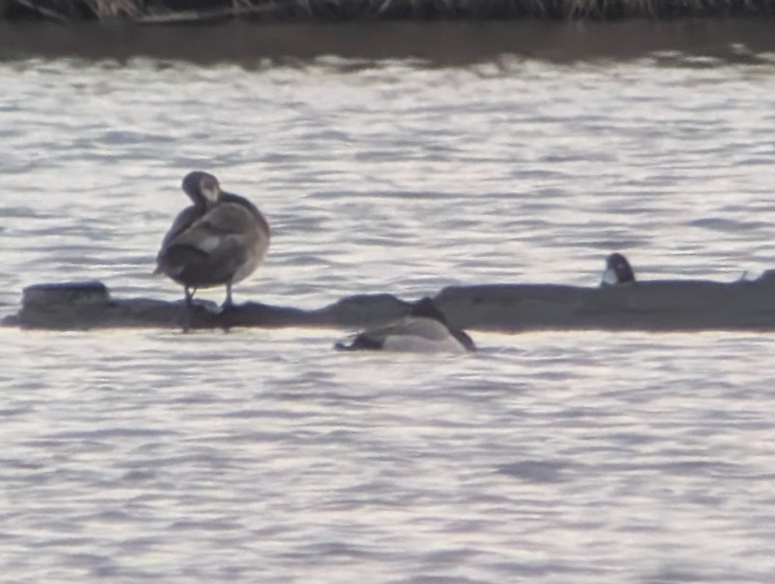Common Pochard x Tufted Duck (hybrid) - ML647078606