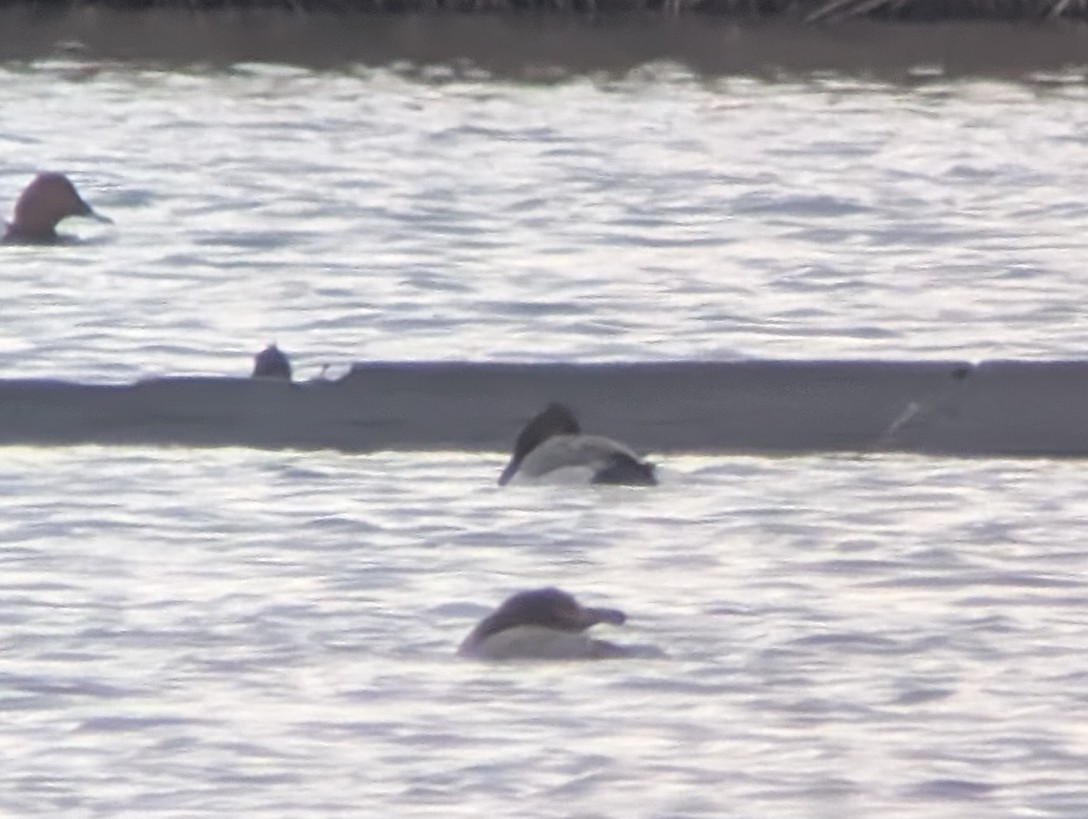 Common Pochard x Tufted Duck (hybrid) - ML647078607