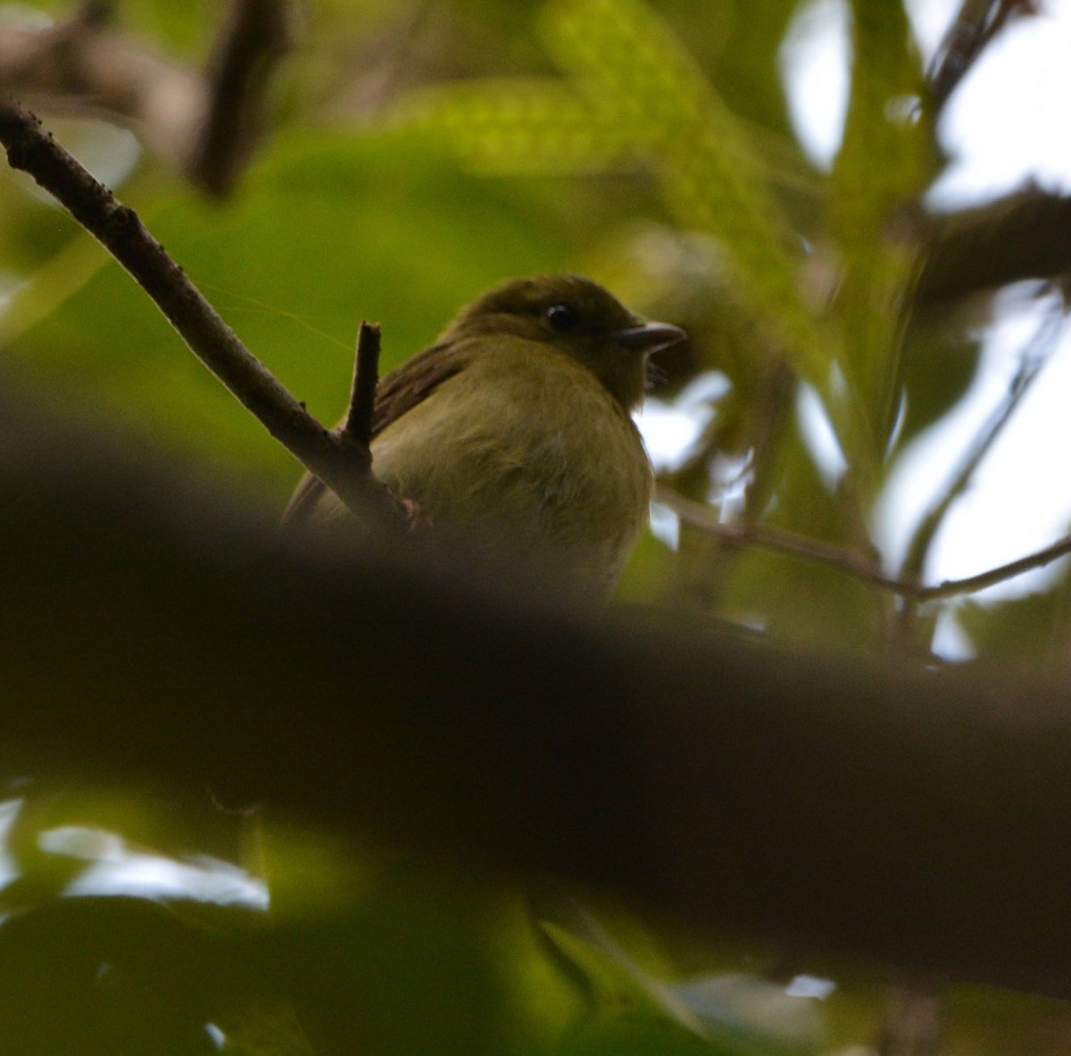 White-bearded Manakin - ML647078611