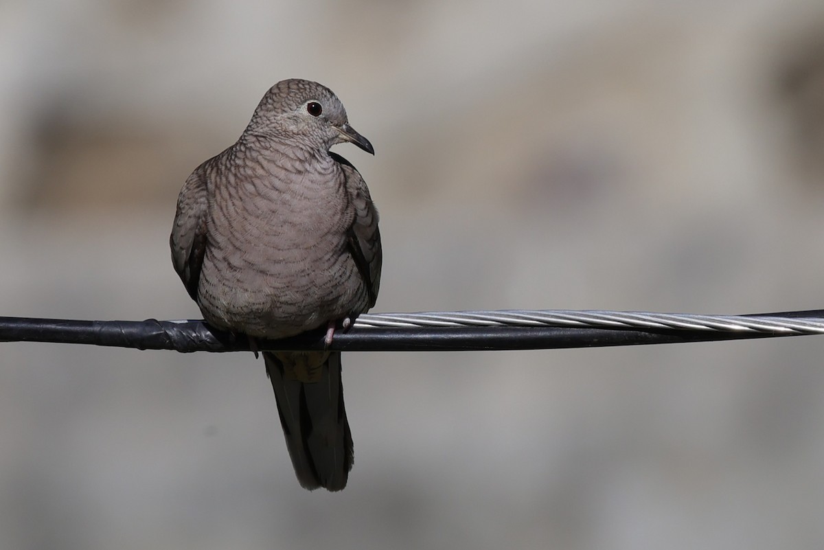 Inca Dove - ML647078612