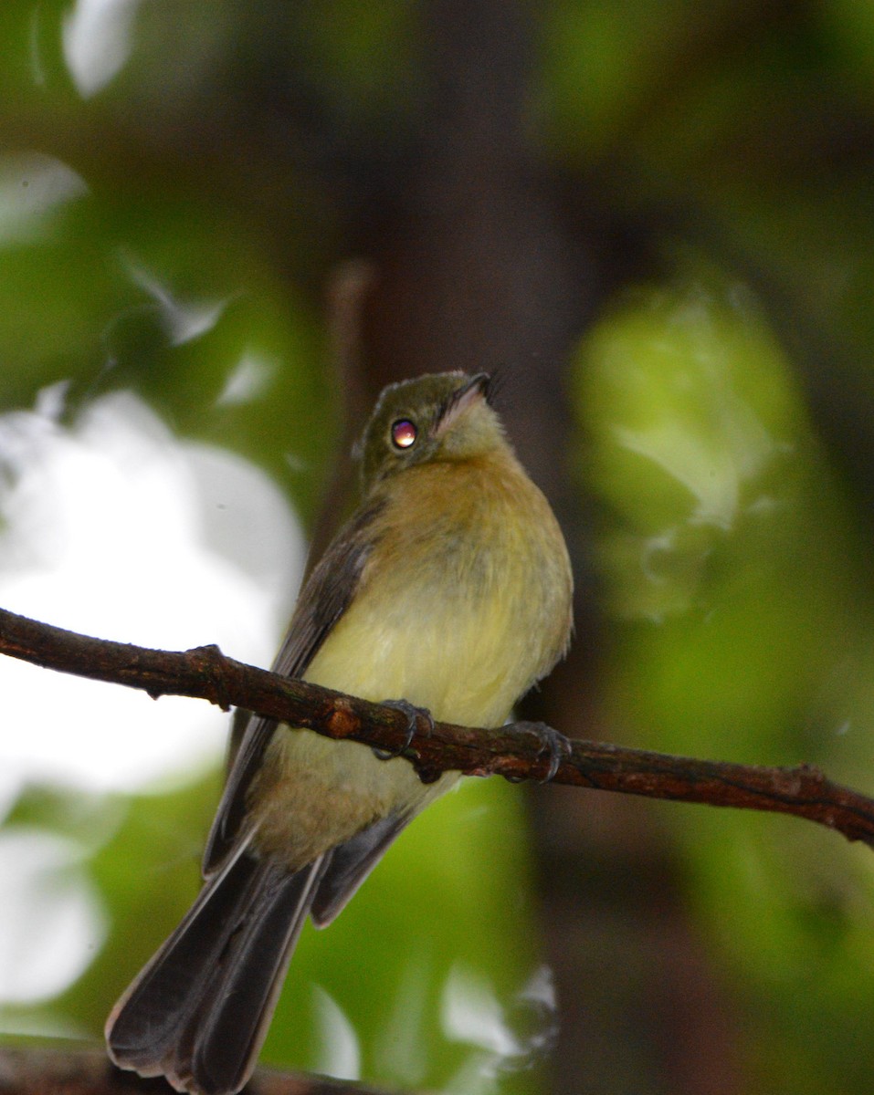 Whiskered Flycatcher - ML647078620