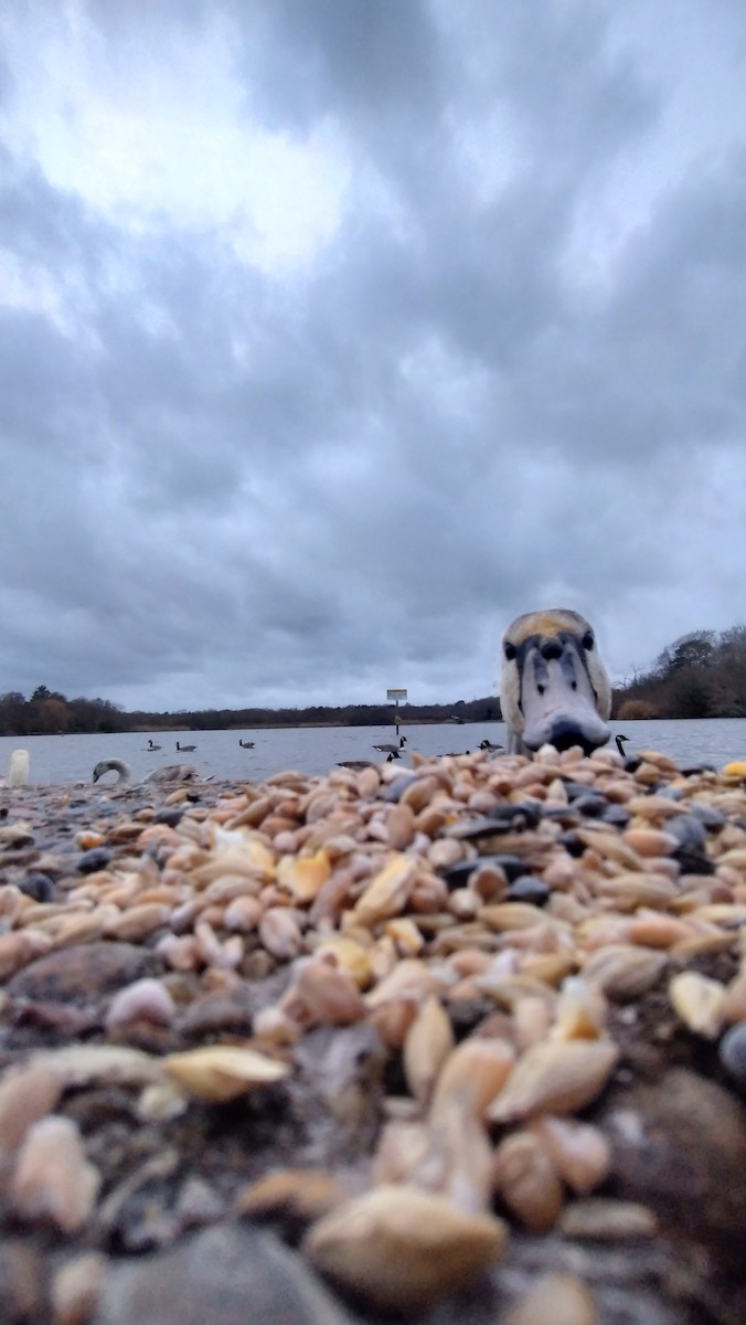 Лебідь-шипун - ML647078625