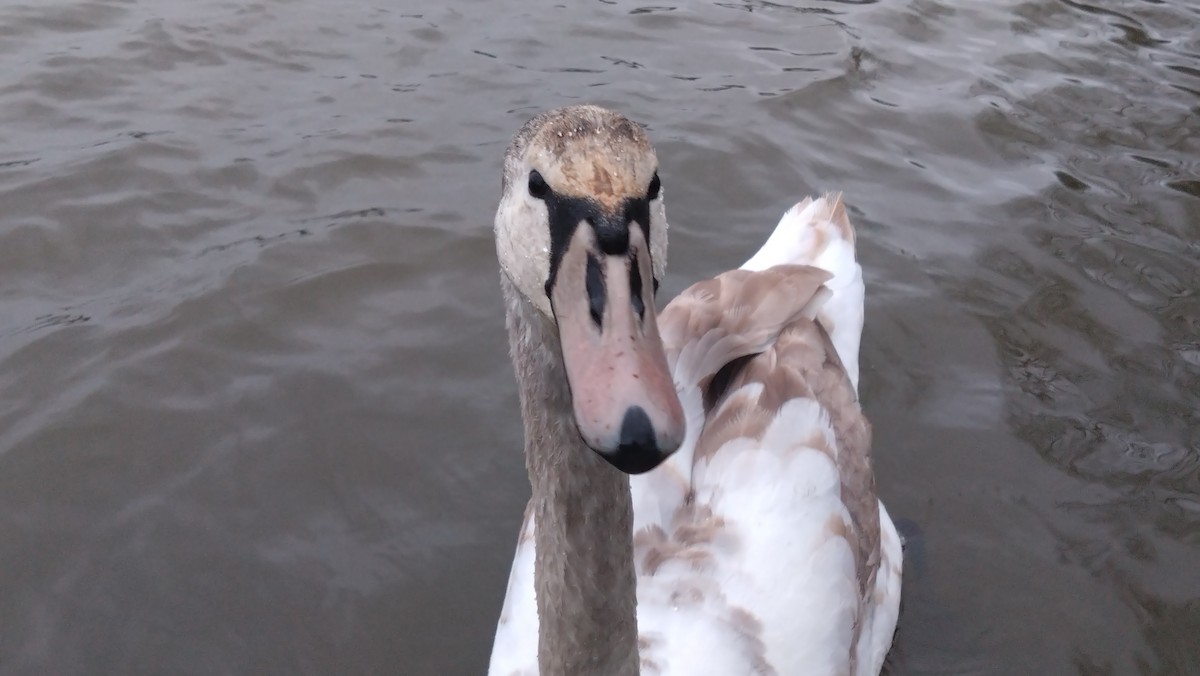 Лебідь-шипун - ML647078626