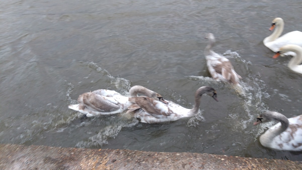 Лебідь-шипун - ML647078627