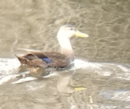 American Black Duck - ML647078628