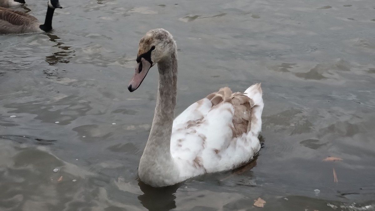 Лебідь-шипун - ML647078629