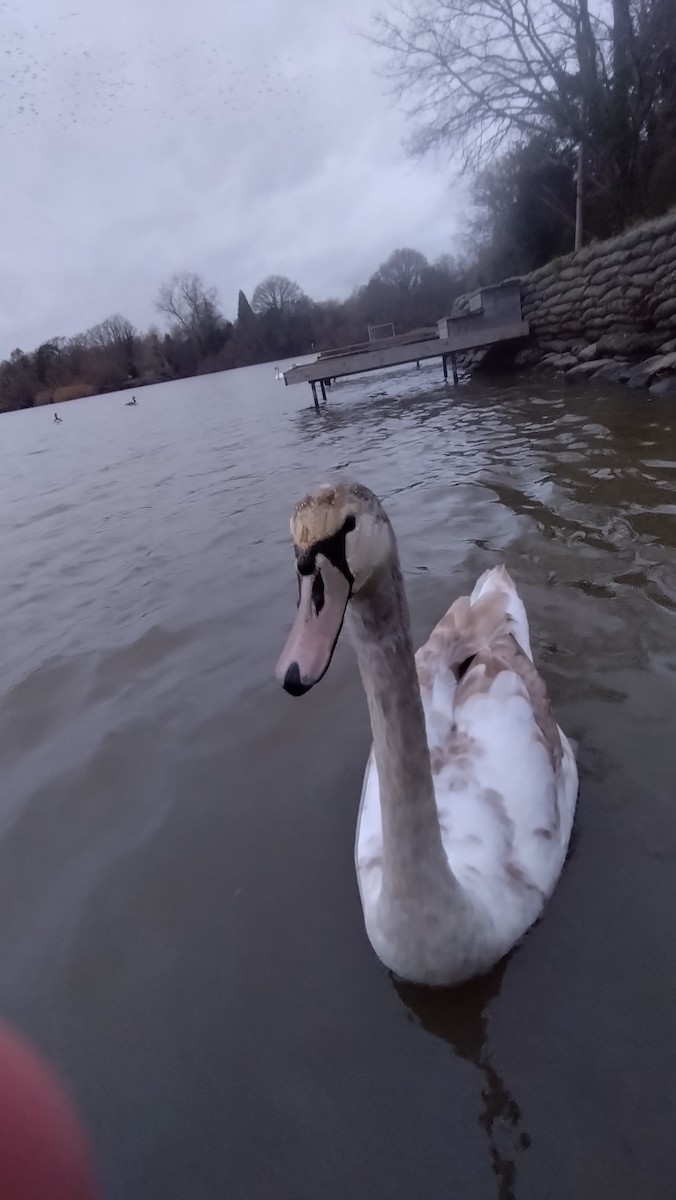 Лебідь-шипун - ML647078630