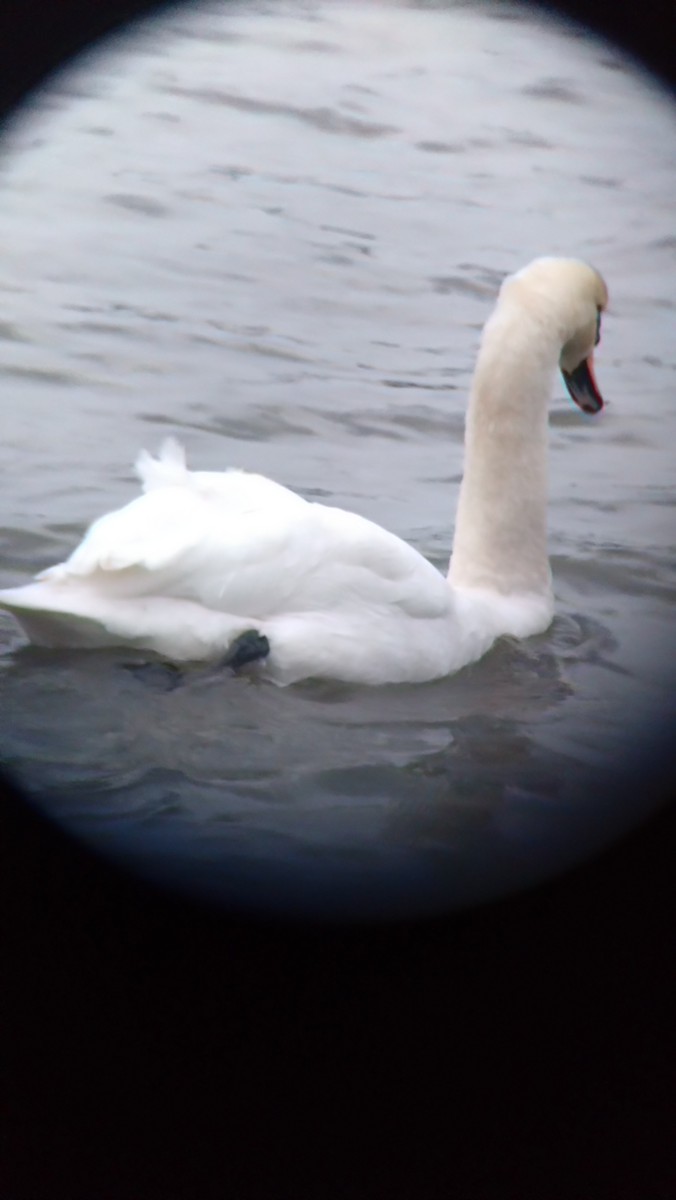 Лебідь-шипун - ML647078631