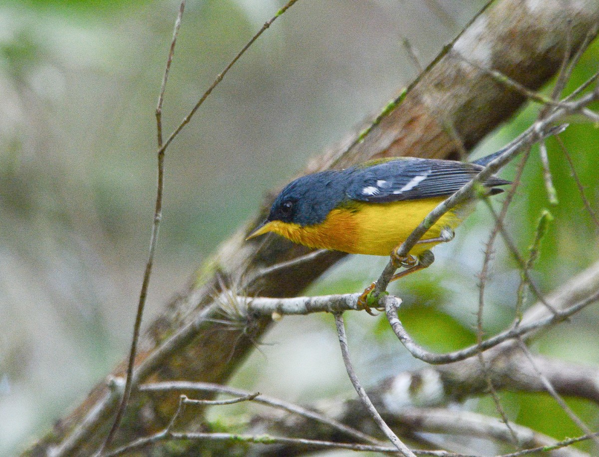 Tropical Parula - ML647078632