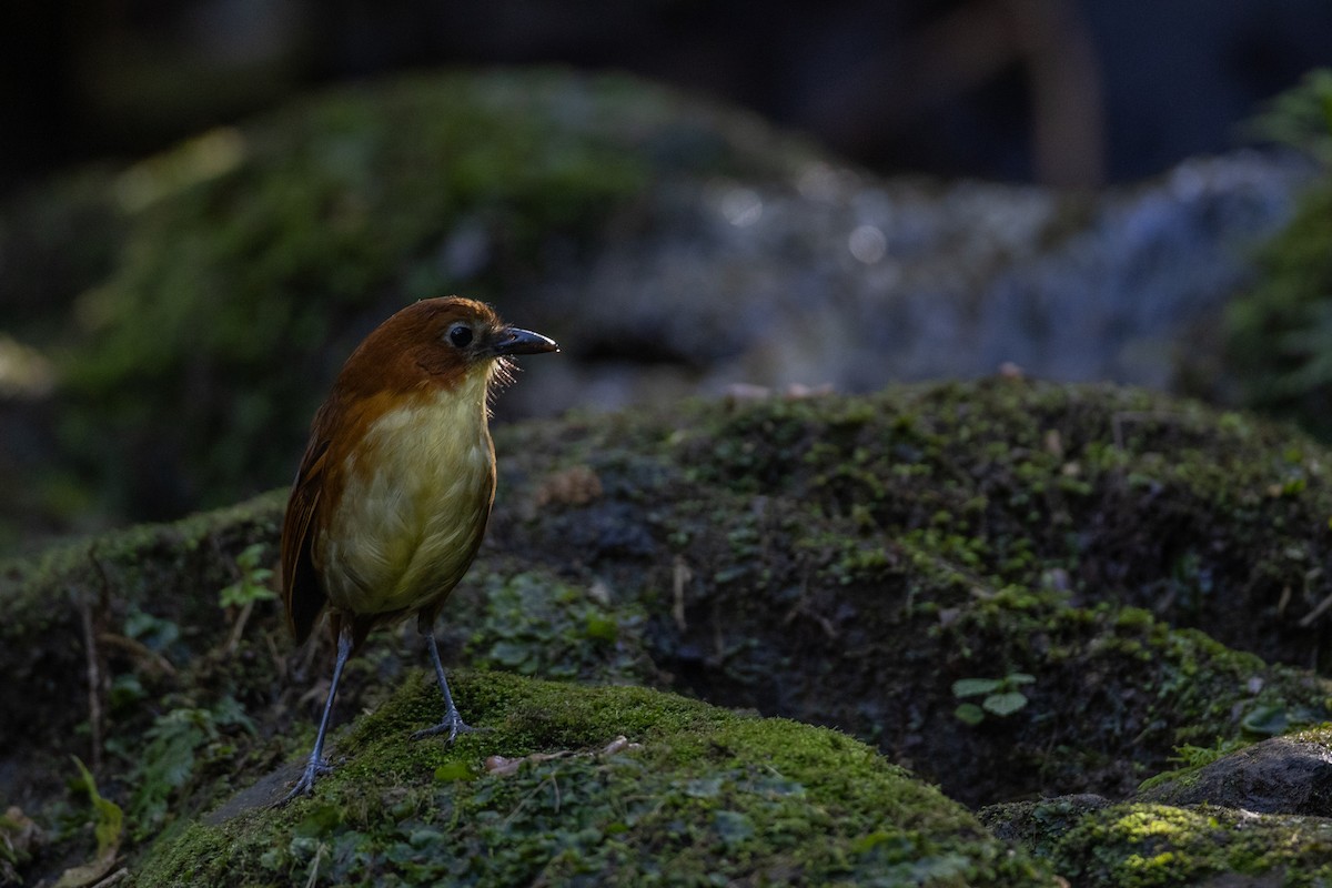 Yellow-breasted Antpitta - ML647078635