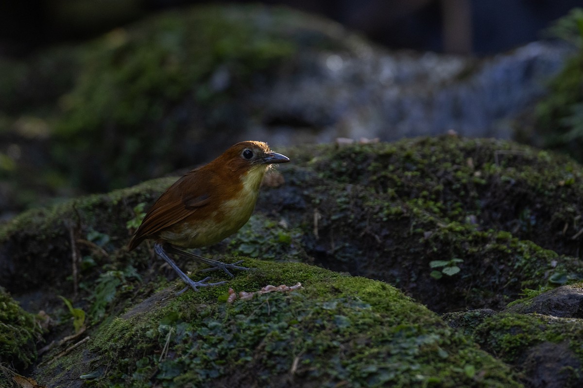 Yellow-breasted Antpitta - ML647078636