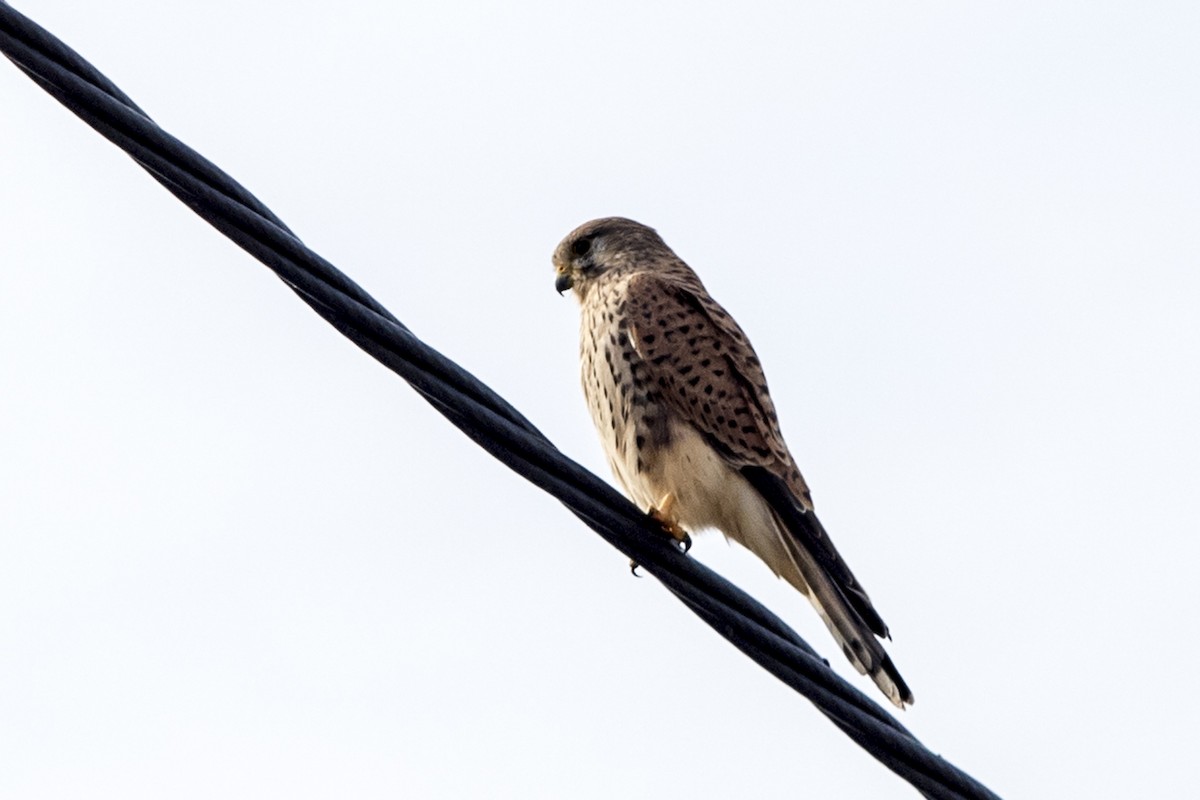 בז מצוי - ML647078644