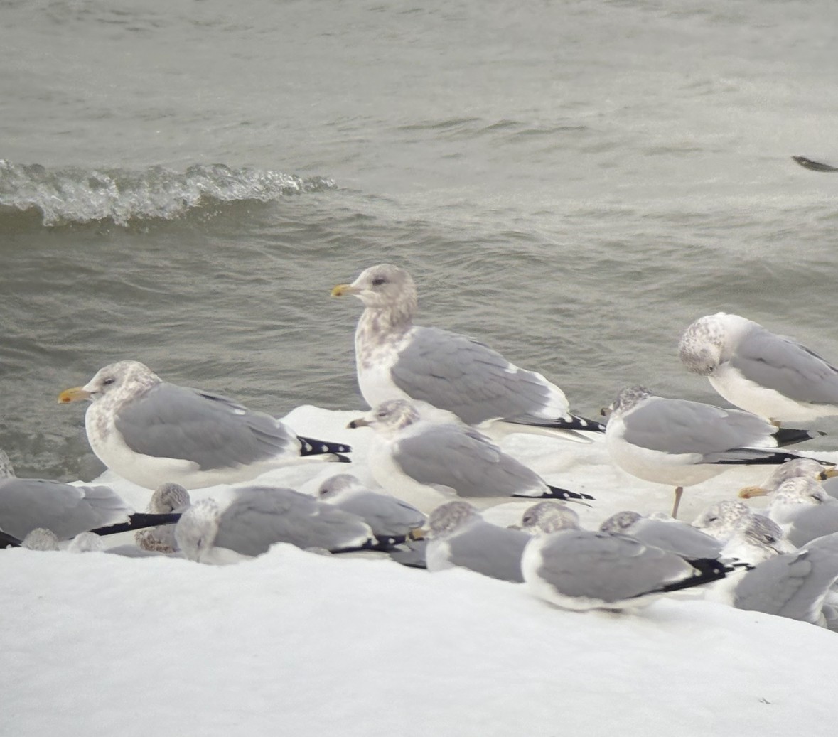 Iceland Gull - ML647078652