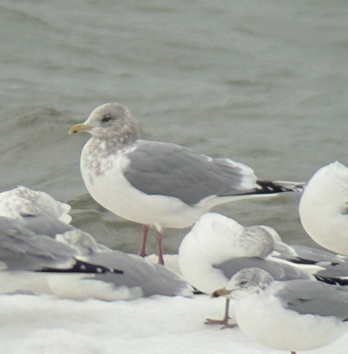 Iceland Gull - ML647078653