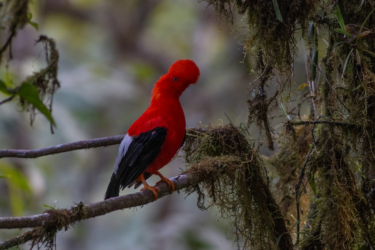 Andean Cock-of-the-rock - ML647078657