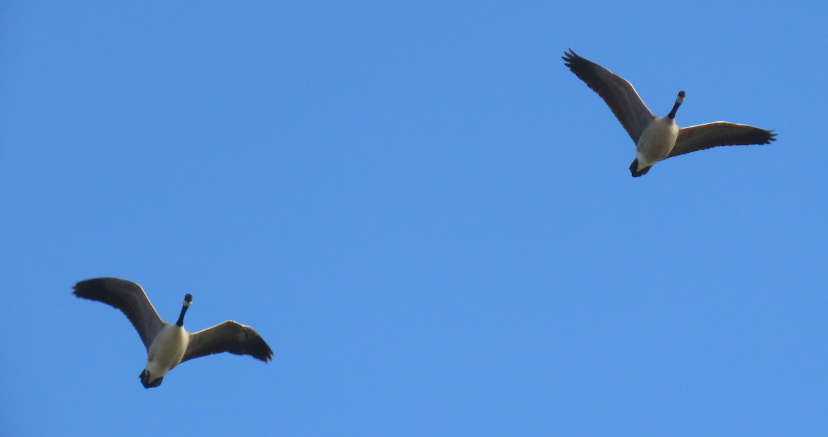 Canada Goose - ML647078658