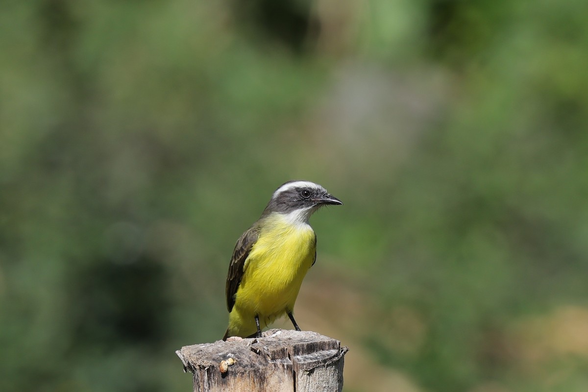 Social Flycatcher - ML647078659