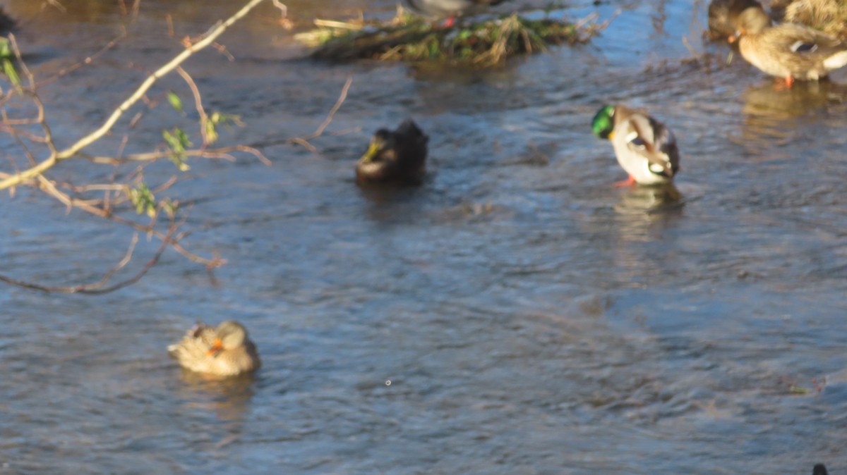 American Black Duck - ML647078662