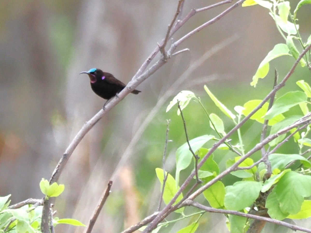 Amethyst Sunbird - ML647078664