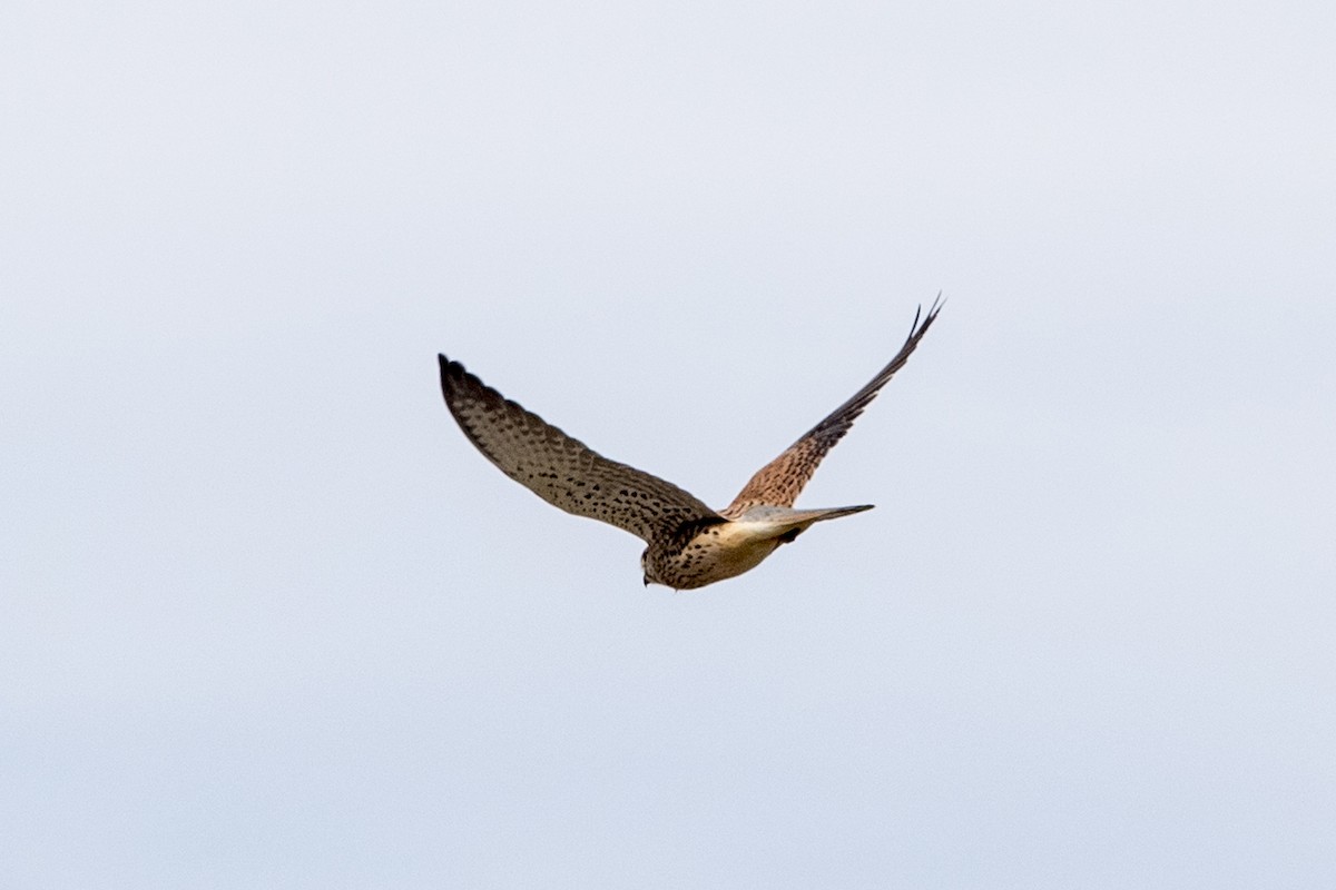 Eurasian Kestrel - ML647078665