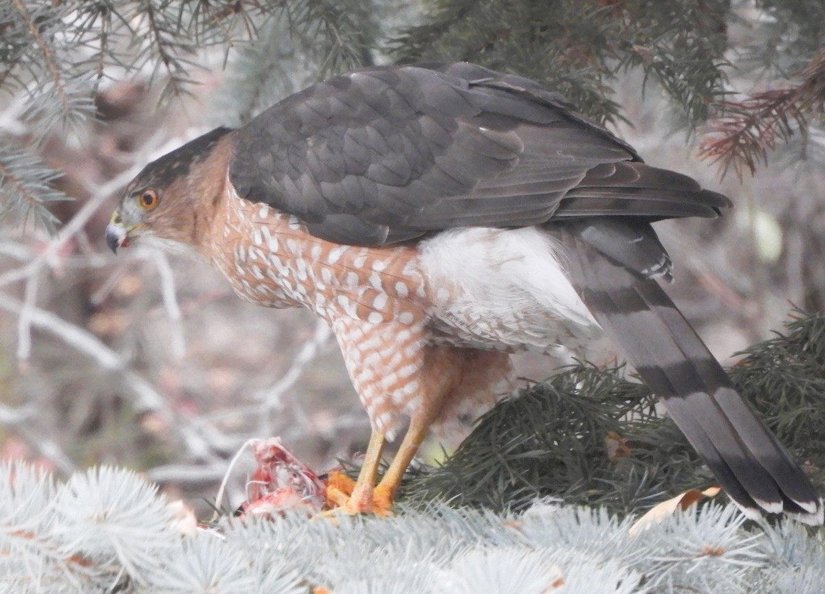 Cooper's Hawk - ML647078668