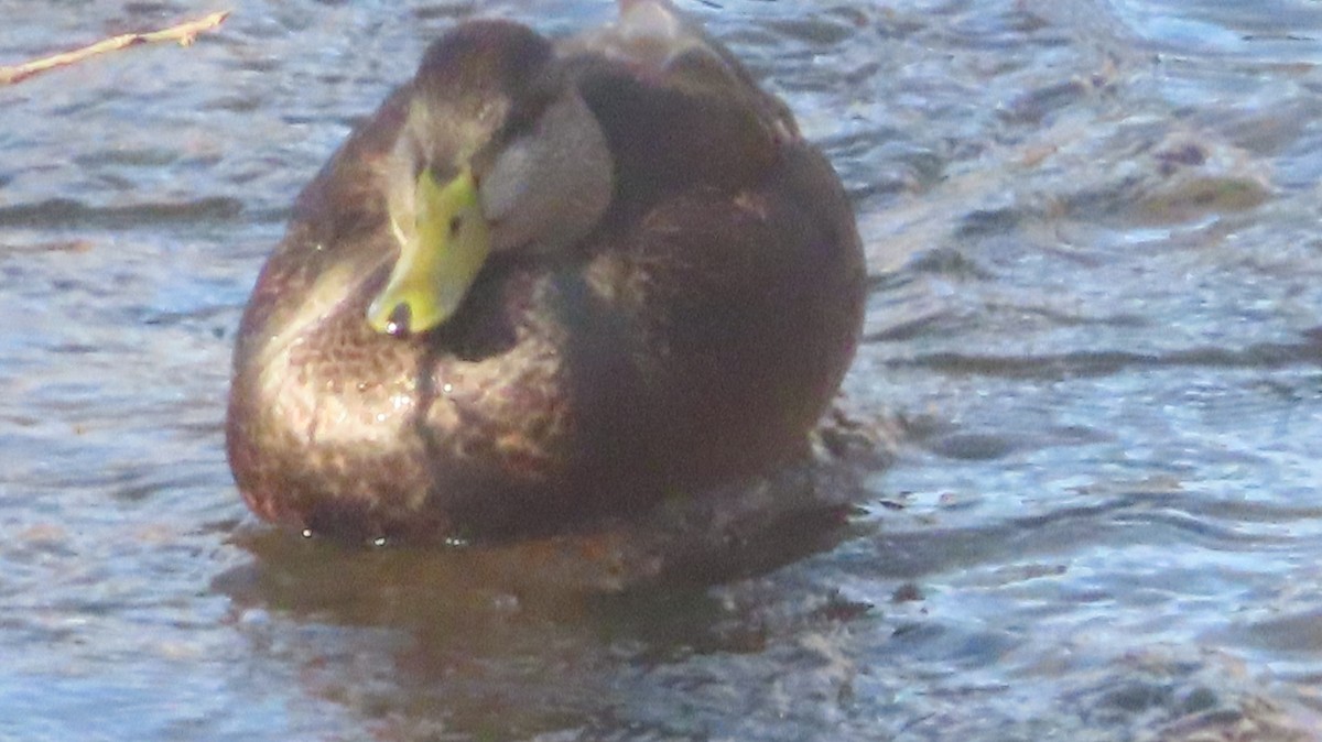 American Black Duck - ML647078669