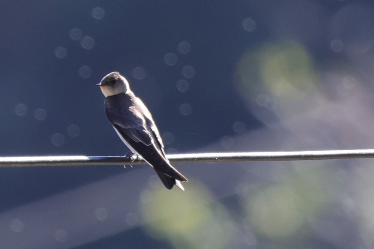 Northern Rough-winged Swallow - ML647078670